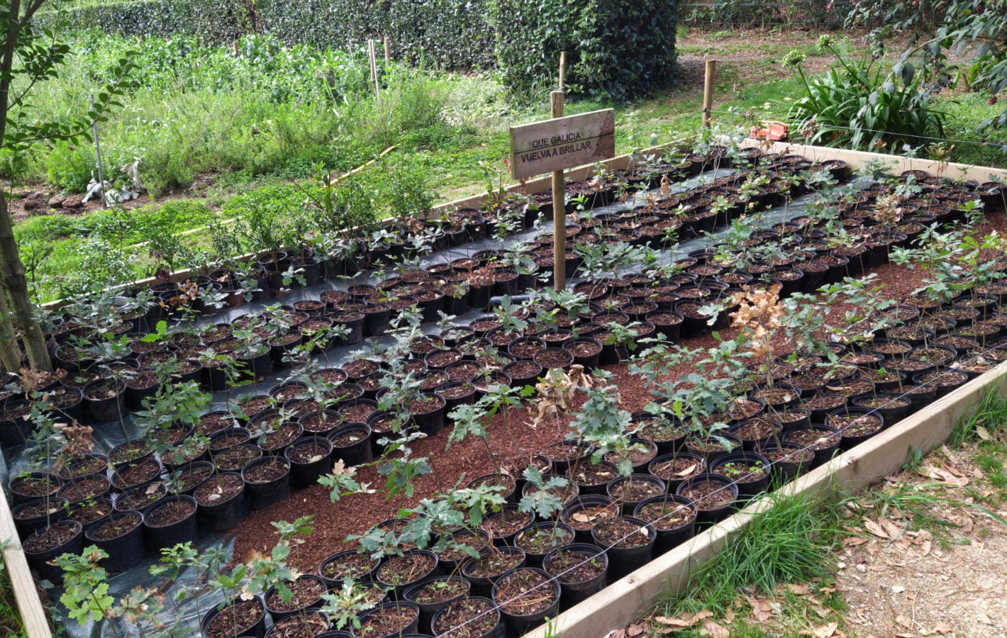 Entregamos los 500 árboles de Que Galicia Vuelva a Brillar